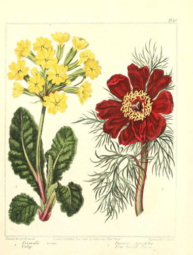 oxlips